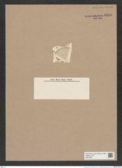 Podosira aurelii Grun. (de-Toni-Nr.: Genus 217) Zeichnungen Sammlung Grunow Nr. 9415 (NHMW-BOT-W0379261)